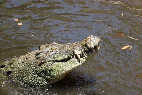 Virtual Interactive Australian Wildlife Tour With Private Guide-Wildlife Habitat - Accommodation Daintree 2