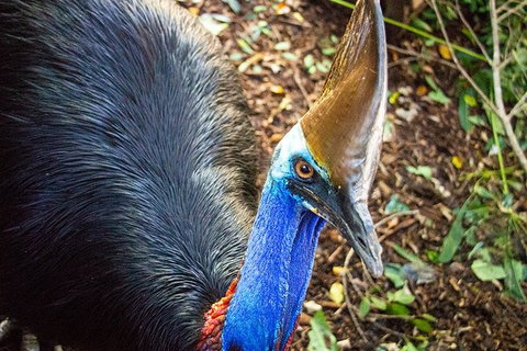 Virtual Interactive Australian Wildlife Tour With Private Guide-Wildlife Habitat - Accommodation Daintree 5