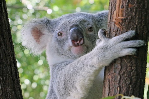 Virtual Interactive Australian Wildlife Tour With Private Guide-Wildlife Habitat - Accommodation Daintree 0