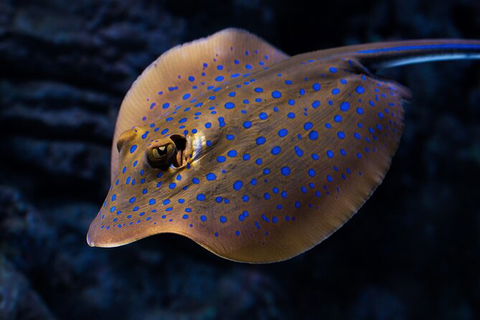 Cairns Aquarium Tour By Twilight With Drink And Appetiser - Accommodation Daintree 5