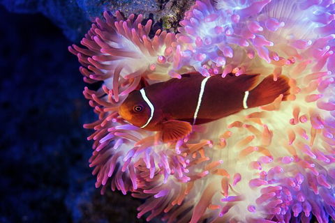 Cairns Aquarium Tour By Twilight With Drink And Appetiser - Accommodation Daintree 2