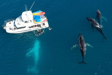 Remote Fraser Island & Whale Experience - Accommodation Daintree 3