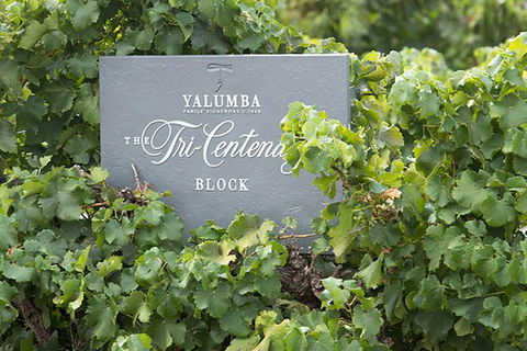 Yalumba Nursery & Grenache Discovery Tour + Platter Lunch - Accommodation Daintree 0