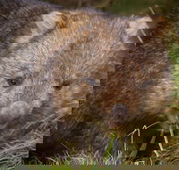 Cradle Mountain Wildlife Spotting after Dark - Accommodation Daintree