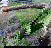 1-Hour Tasmanian Devil Feeding Day Tour at Cradle Mountain - Accommodation Daintree
