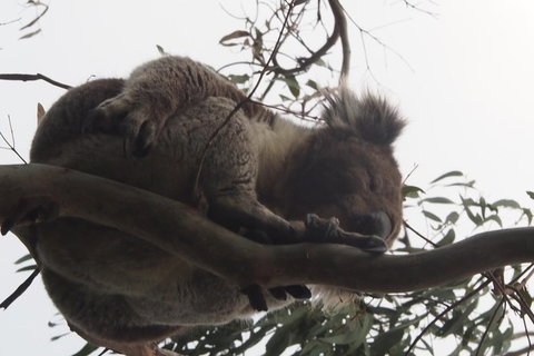 Great Ocean Road & 12 Apostles Sunset Private Tour - A Tour With A Local - Accommodation Daintree 4