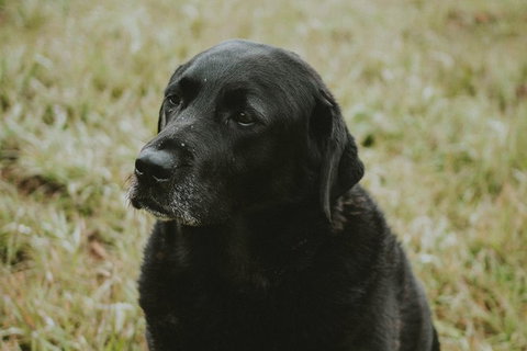 Daylesford Private, Corporate, Group Wine Tours: Wine, Cider, Gin, Vodka, Port! - Accommodation Daintree 4