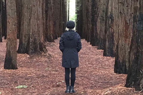 Private Aqueduct To California Redwoods Hiking Tour - Accommodation Daintree 1