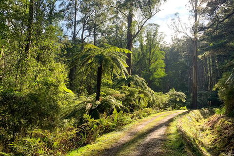 Private Aqueduct To California Redwoods Hiking Tour - Accommodation Daintree 0