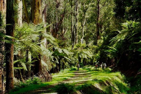 Private Aqueduct To California Redwoods Hiking Tour - Accommodation Daintree 2