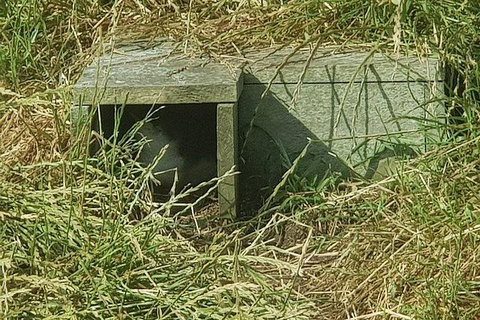 Phillip Island Penguin And Wildlife Tour - Accommodation Daintree 11