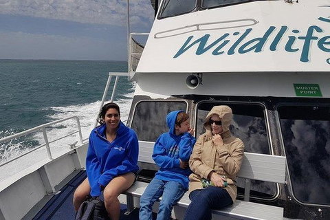 Phillip Island Penguin And Wildlife Tour - Accommodation Daintree 15