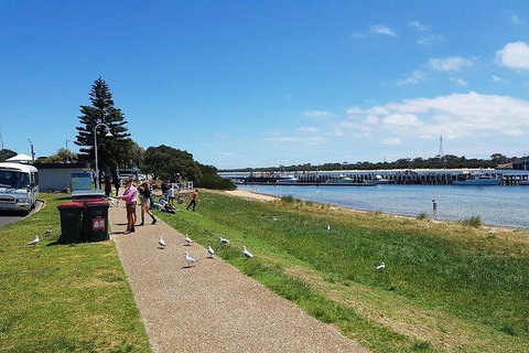 Phillip Island Penguin And Wildlife Tour - Accommodation Daintree 25