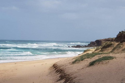 Phillip Island Penguin And Wildlife Tour - Accommodation Daintree 10