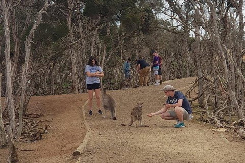 Phillip Island Penguin And Wildlife Tour - Accommodation Daintree 34