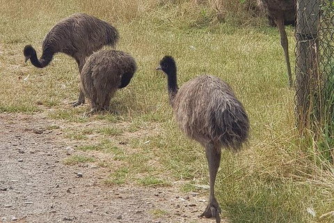 Phillip Island Penguin And Wildlife Tour - Accommodation Daintree 32