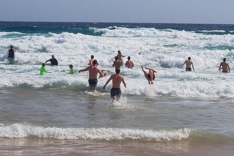 Phillip Island Penguin And Wildlife Tour - Accommodation Daintree 18