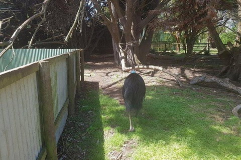 Phillip Island Penguin And Wildlife Tour - Accommodation Daintree 5