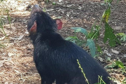 Phillip Island Penguin And Wildlife Tour - Accommodation Daintree 26