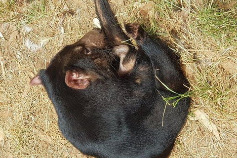 Phillip Island Penguin And Wildlife Tour - Accommodation Daintree 23