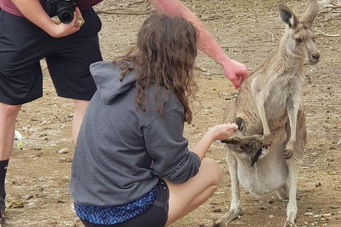 Phillip Island Penguin And Wildlife Tour - Accommodation Daintree 12