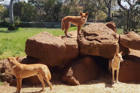 Phillip Island Penguin And Wildlife Tour - Accommodation Daintree 7