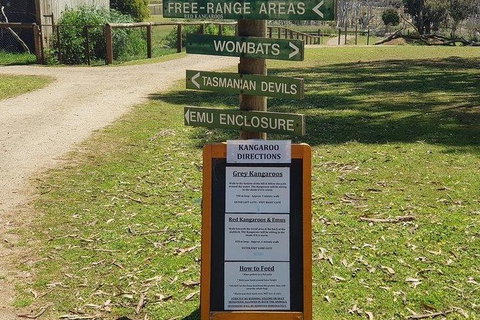 Phillip Island Penguin And Wildlife Tour - Accommodation Daintree 4