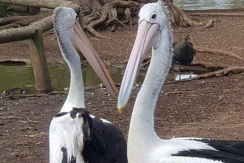 Phillip Island Penguin And Wildlife Tour - Accommodation Daintree 6