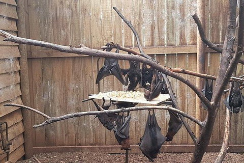 Phillip Island Penguin And Wildlife Tour - Accommodation Daintree 31