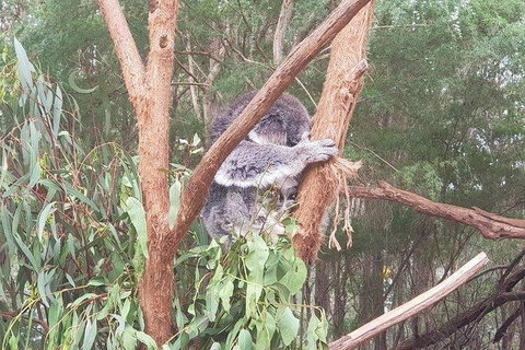 Phillip Island Penguin And Wildlife Tour - Accommodation Daintree 16