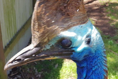 Phillip Island Penguin And Wildlife Tour - Accommodation Daintree 19