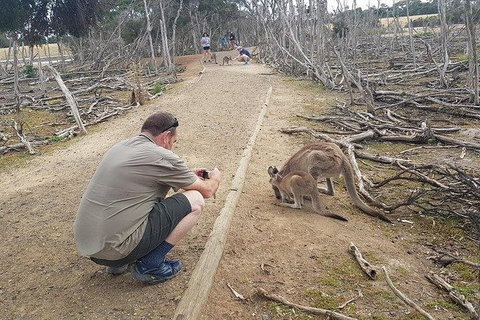 Phillip Island Penguin And Wildlife Tour - Accommodation Daintree 30