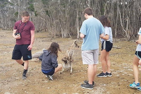 Phillip Island Penguin And Wildlife Tour - Accommodation Daintree 3