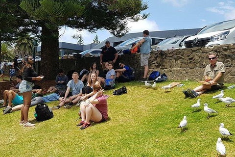 Phillip Island Penguin And Wildlife Tour - Accommodation Daintree 22