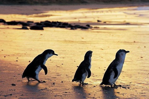 Phillip Island Penguin And Wildlife Tour - Accommodation Daintree 13