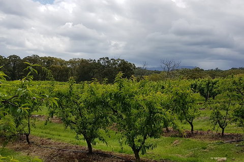 Yarra Valley Wineries And Rayners Orchard Tour From Melbourne - Accommodation Daintree 18