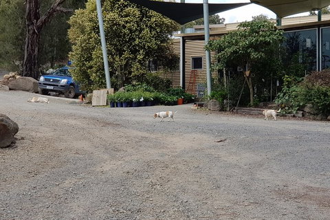 Day Tour Of Yarra Valley Puffing Billy And Rayners Orchard - Accommodation Daintree 26