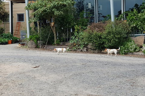 Day Tour Of Yarra Valley Puffing Billy And Rayners Orchard - Accommodation Daintree 21