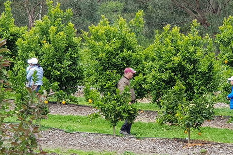 Day Tour Of Yarra Valley Puffing Billy And Rayners Orchard - Accommodation Daintree 34