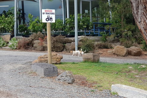 Day Tour Of Yarra Valley Puffing Billy And Rayners Orchard - Accommodation Daintree 2