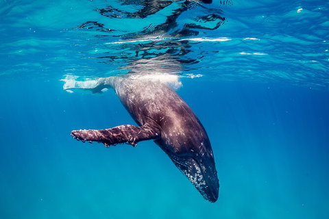 Life On Ningaloo Swimming Tour In Exmouth - Accommodation Daintree 5