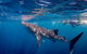 Life On Ningaloo Swimming Tour In Exmouth - thumb 2