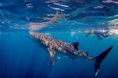 Life On Ningaloo Swimming Tour In Exmouth - Accommodation Daintree 2
