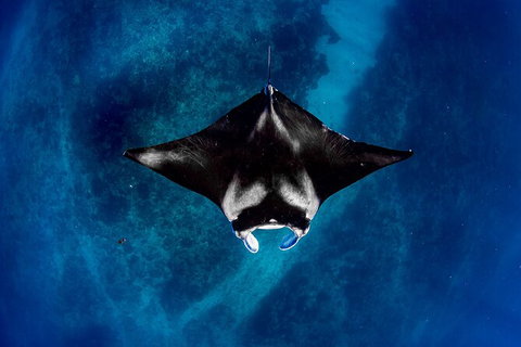 Life On Ningaloo Swimming Tour In Exmouth - Accommodation Daintree 3