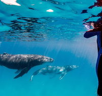 Life on Ningaloo Swimming Tour in Exmouth - Accommodation Daintree