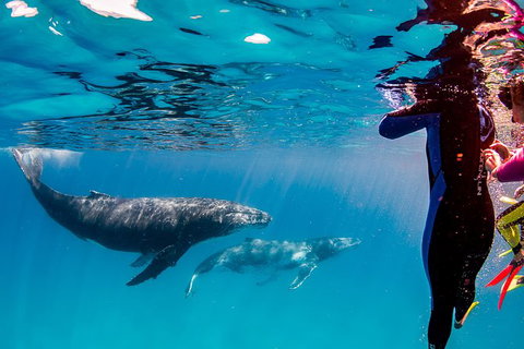 Life On Ningaloo Swimming Tour In Exmouth - Accommodation Daintree 0