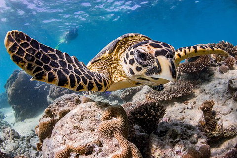 Life On Ningaloo Swimming Tour In Exmouth - Accommodation Daintree 1