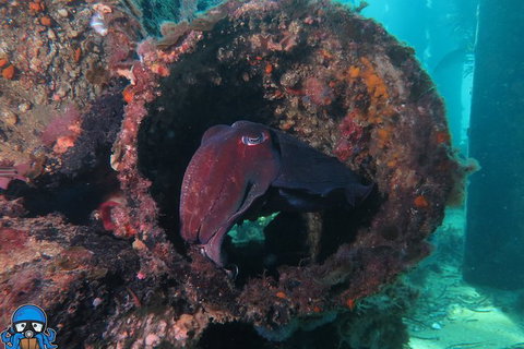 PADI Open Water Course - Accommodation Daintree 1