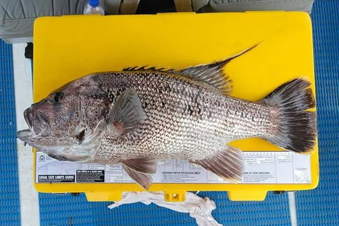 Abrolhos Islands Fishing Charter - Accommodation Daintree 2