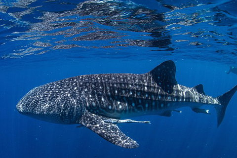 Full-Day Whale Sharks Swimming Experience On Ningaloo Reef - Accommodation Daintree 10